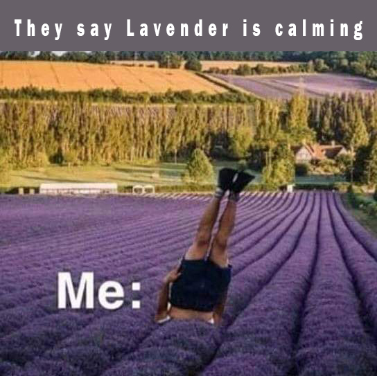 person standing on head in lavender field to calm down